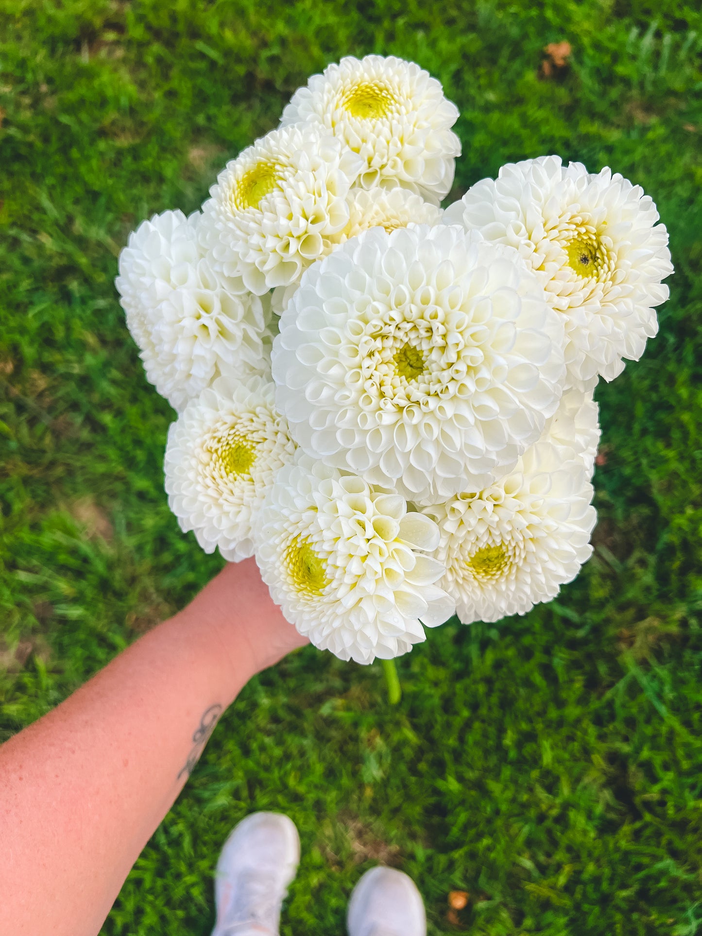 Dahlias