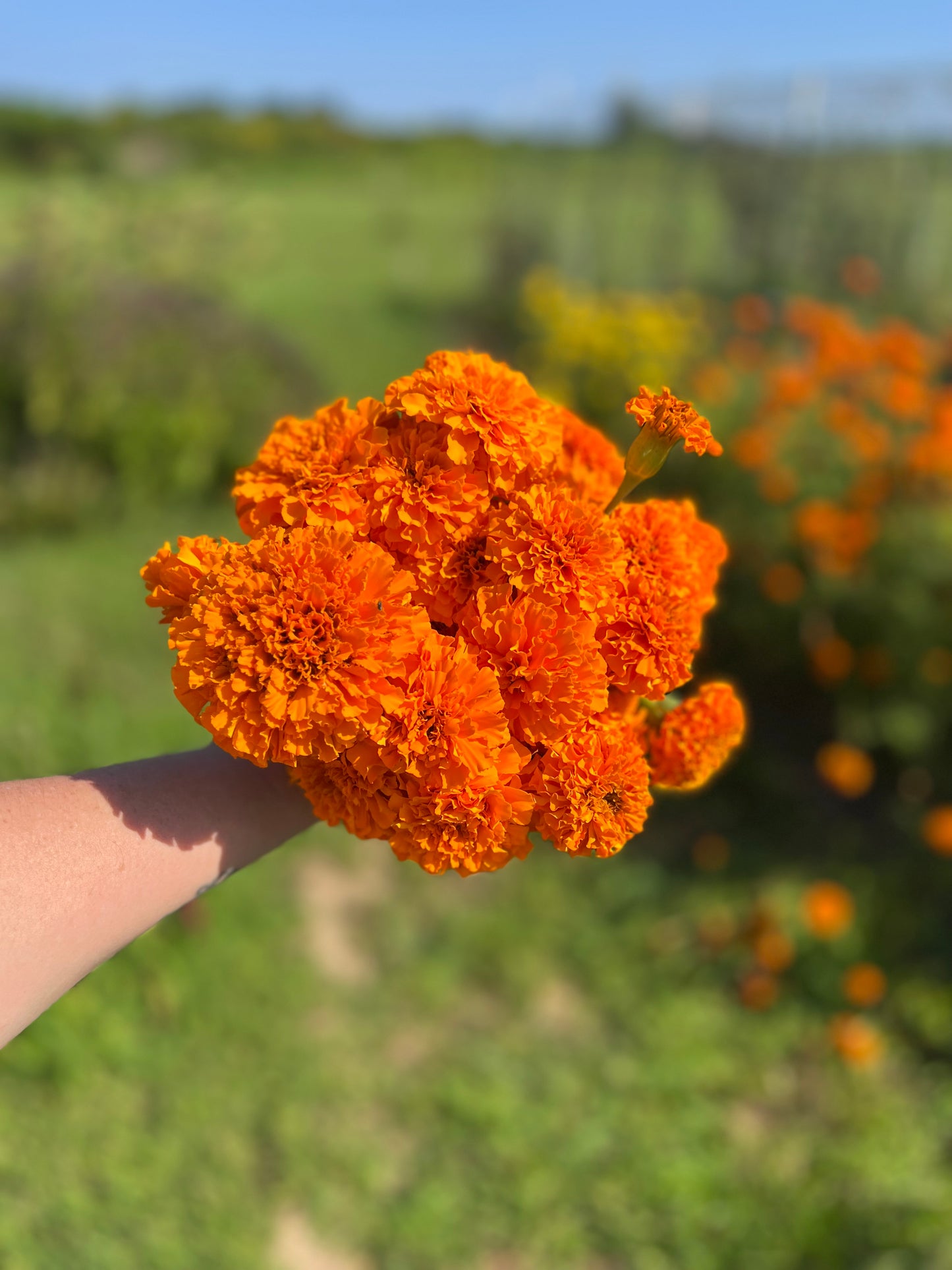 Marigolds