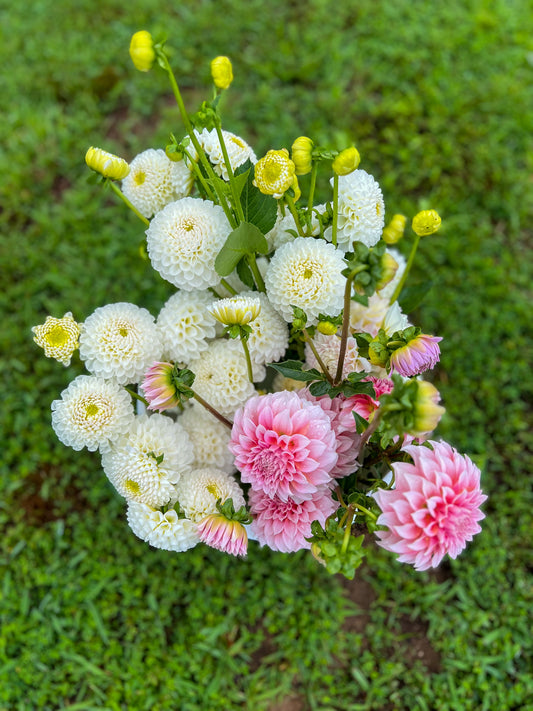 Dahlia Bloom Bucket
