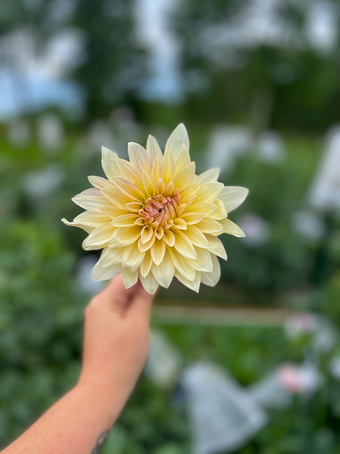 Dahlias