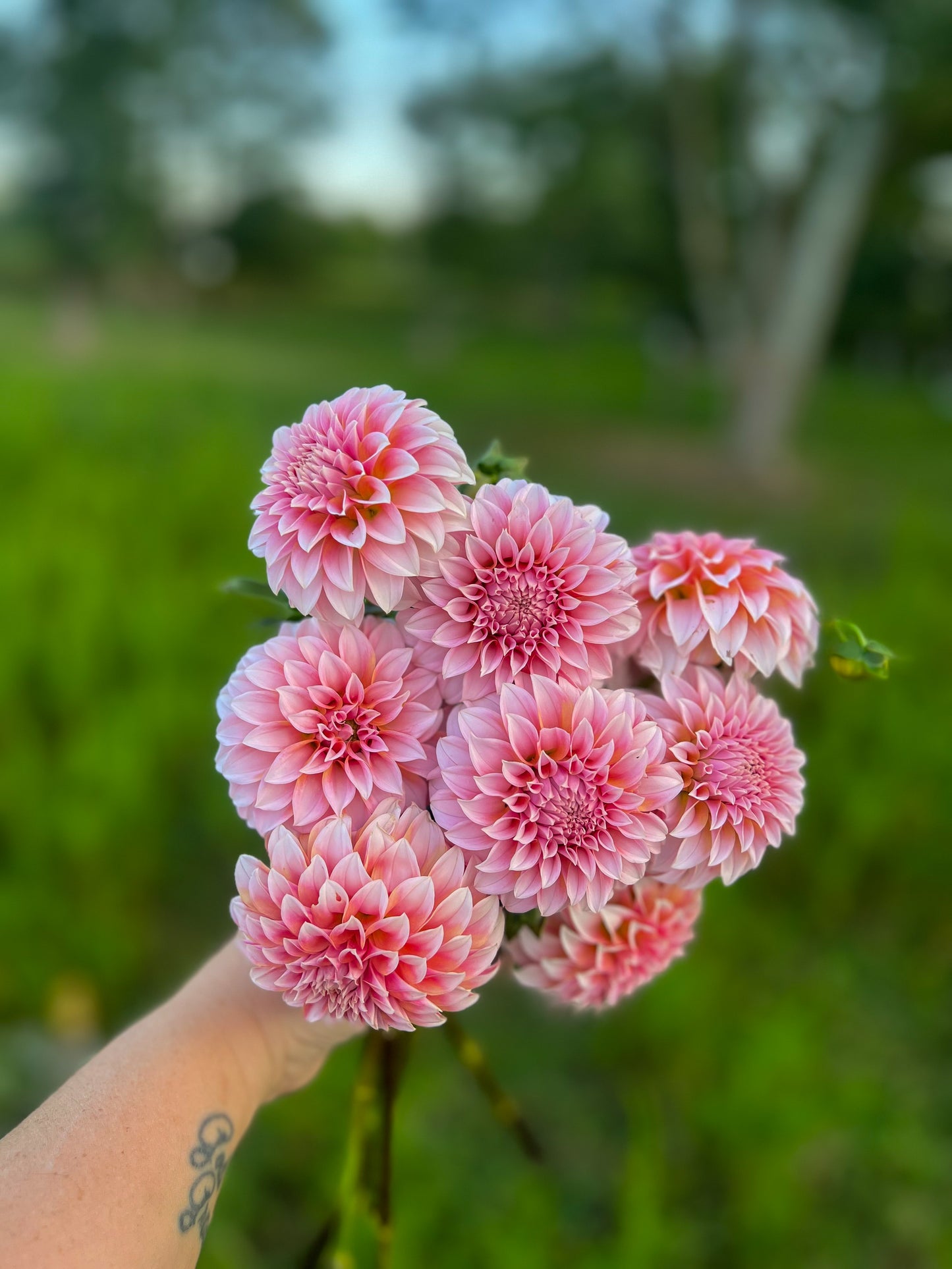 Dahlias