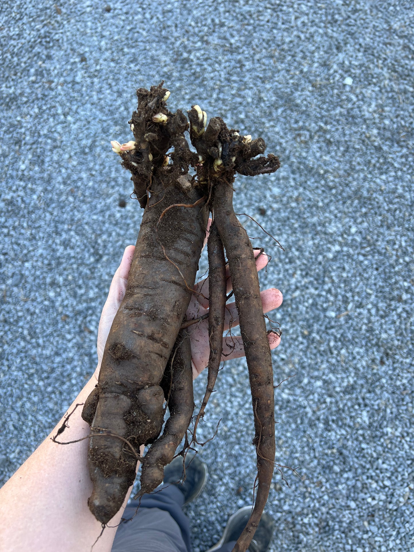 Coral Charm Peony Bare Root