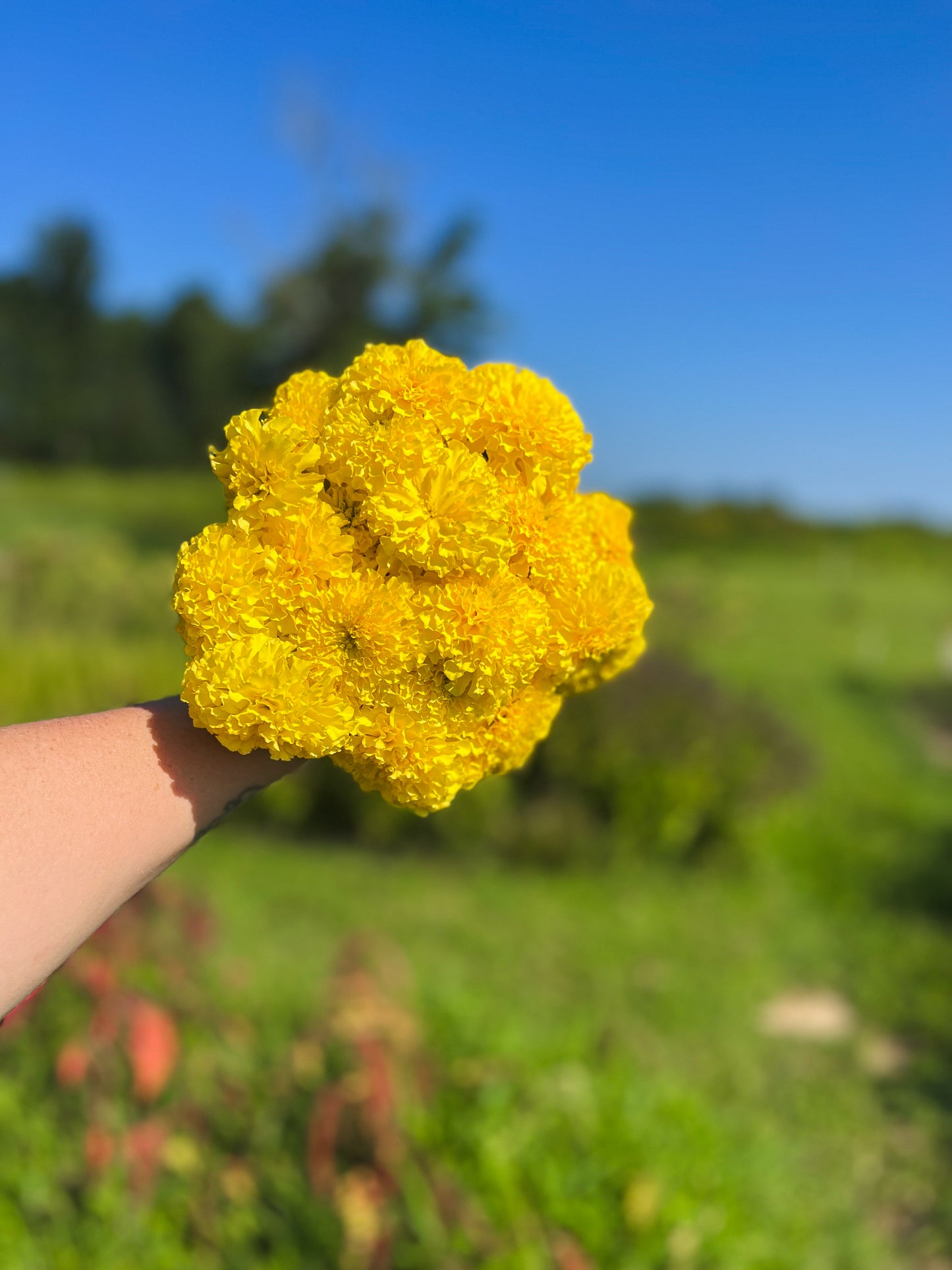 Marigolds