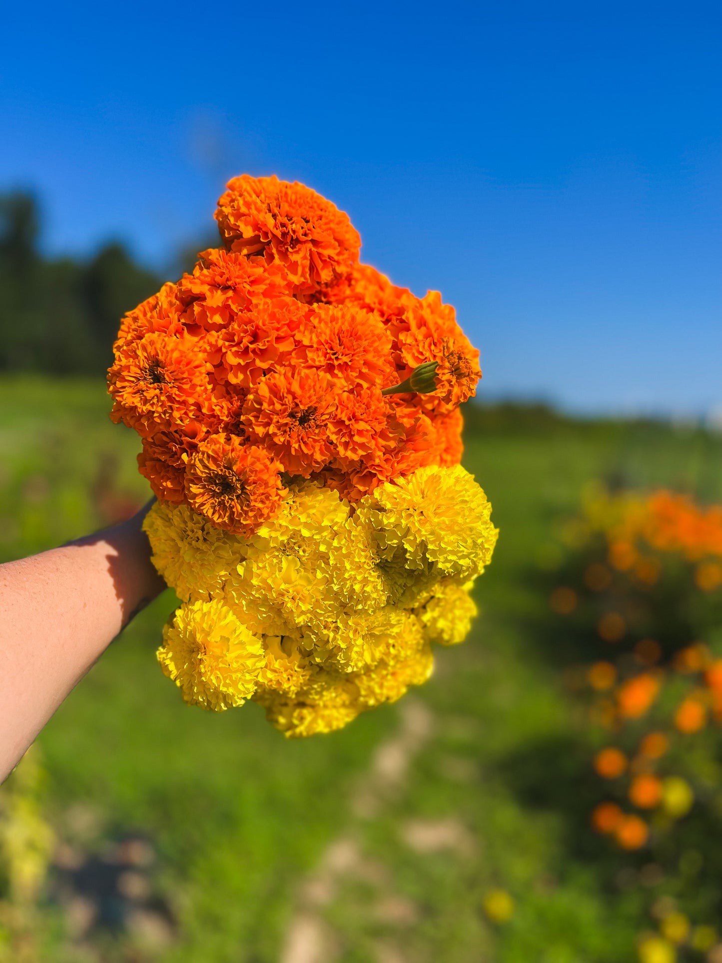 Marigolds