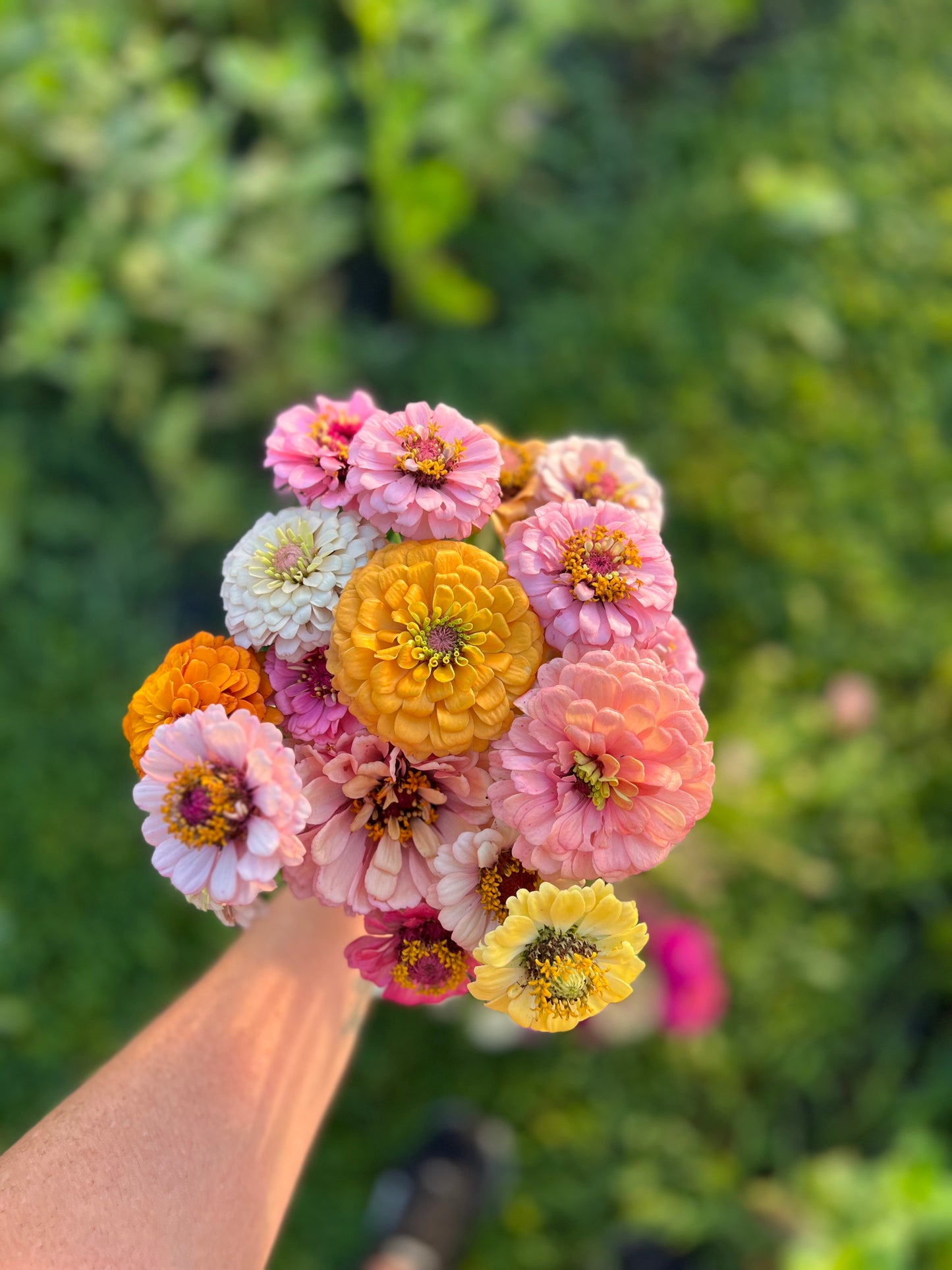 Zinnias