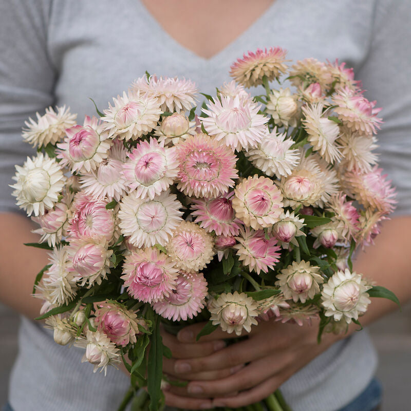 Strawflower