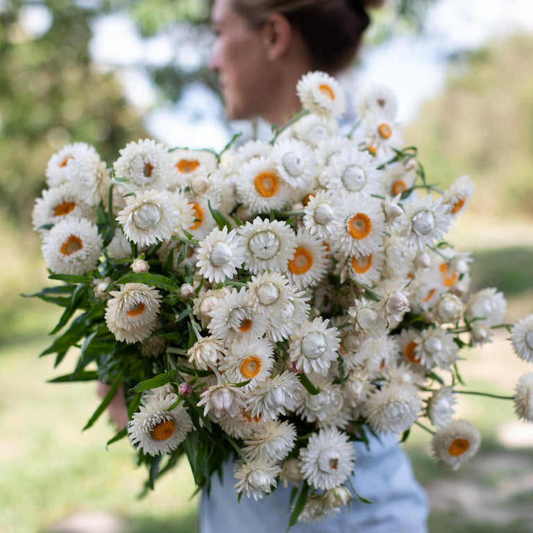 Strawflower