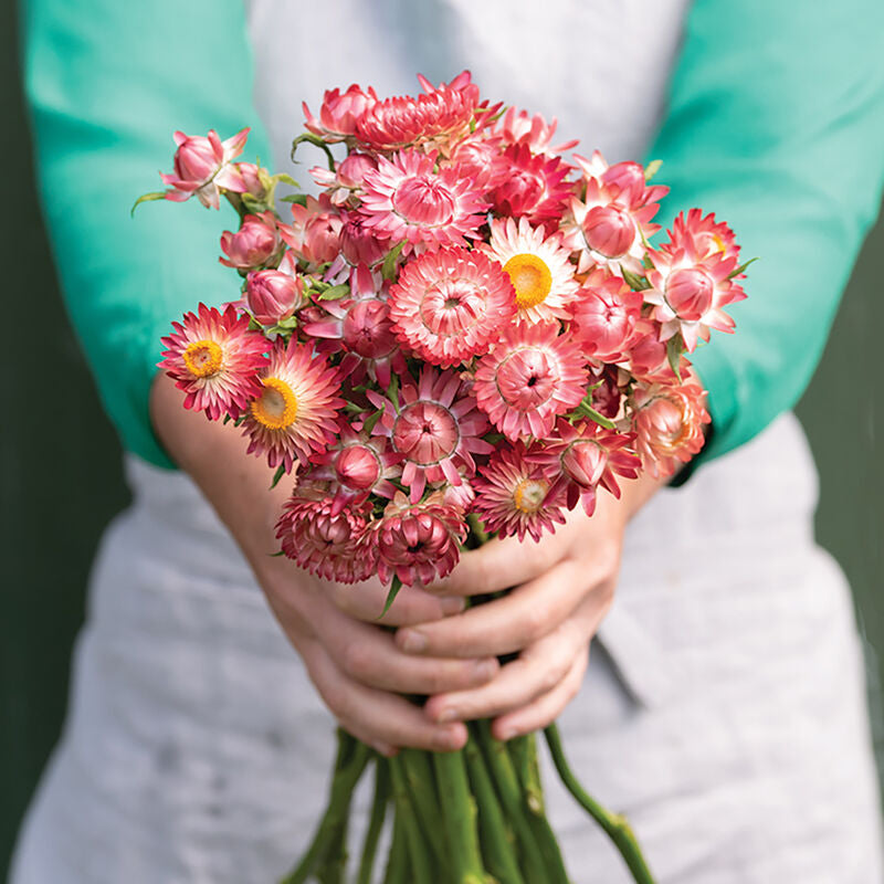 Strawflower