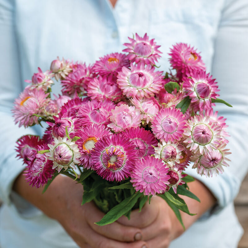 Strawflower