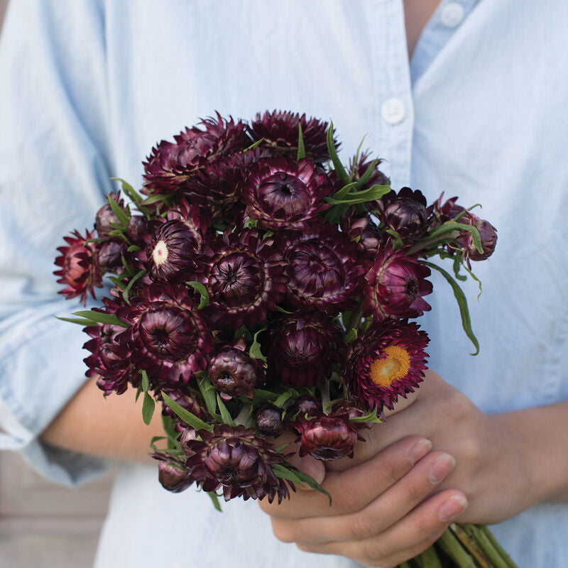 Strawflower