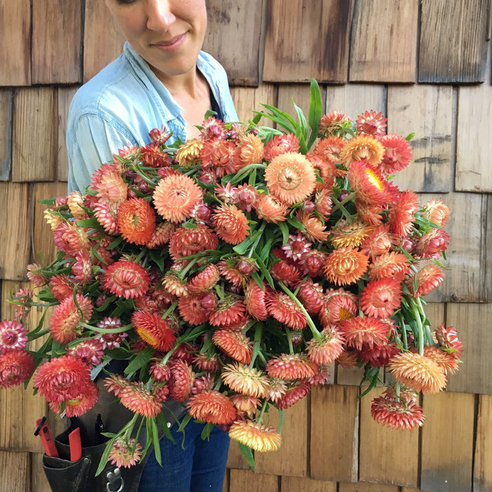 Strawflower
