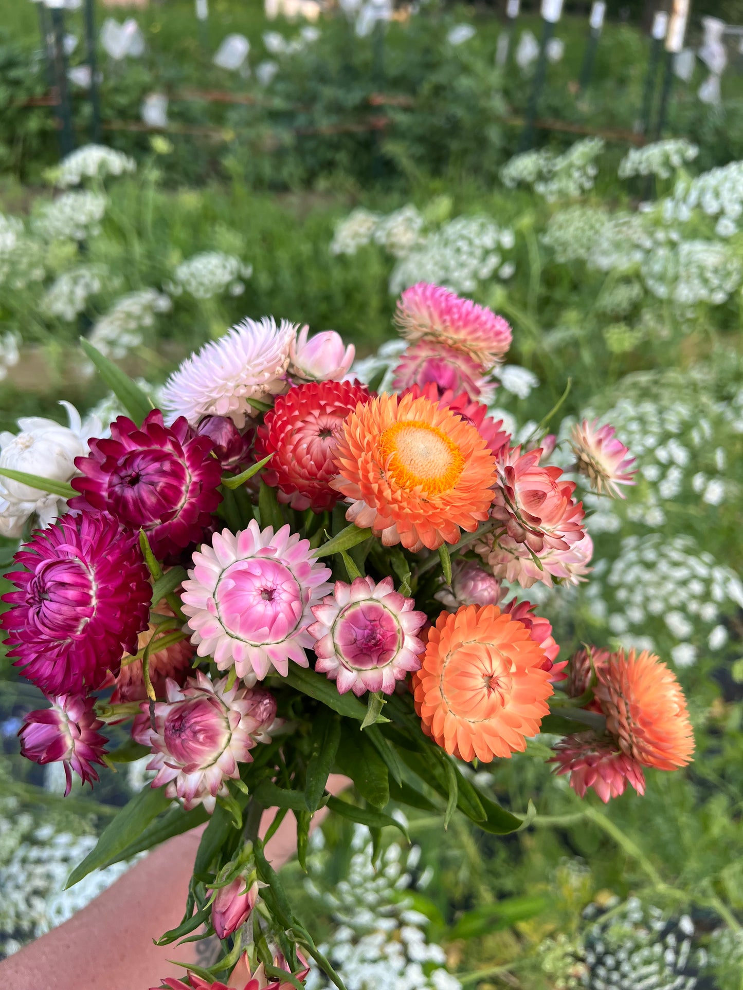 Strawflower